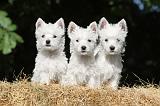 WESTIE 118